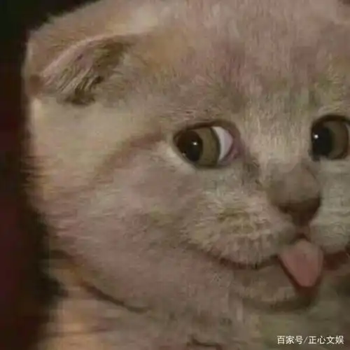 一组猫咪吐舌头照片,或萌或贱或蠢,用来做表情包刚好,拿走不谢