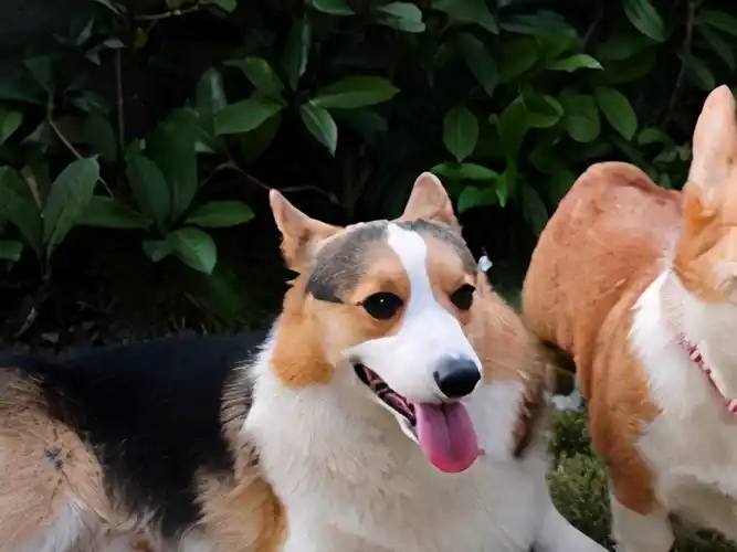 让我告诉你,一只纯种的"柯基犬"大概多少钱,别买贵了_狗狗_价格_建议