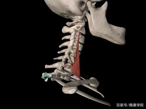 筋膜点疗法颈侧屈肌筋膜点