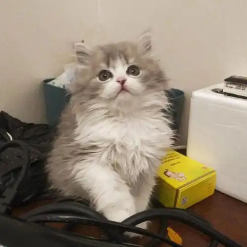 包一针妙三多,端午色英短弟弟1888#英短  #英短蓝白  #英短端午色