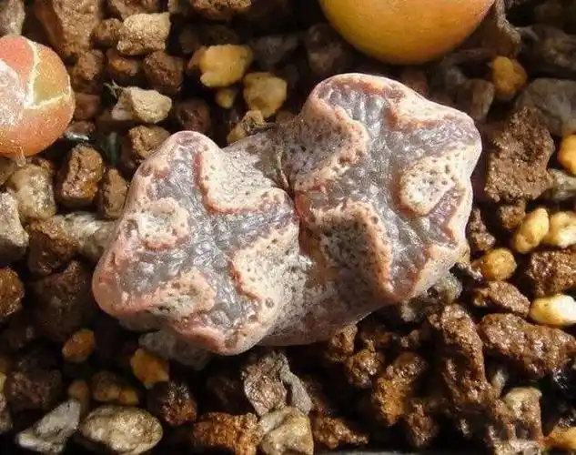 看完这最丑多肉植物排行榜十强你还能保持淡定吗