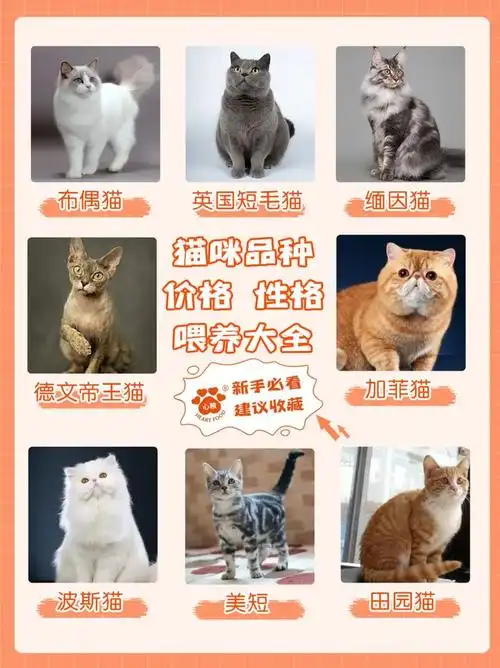 暗柯南之修罗明月 txt全集下载 百度云 网盘_云猫网盘下载_守护猫娘