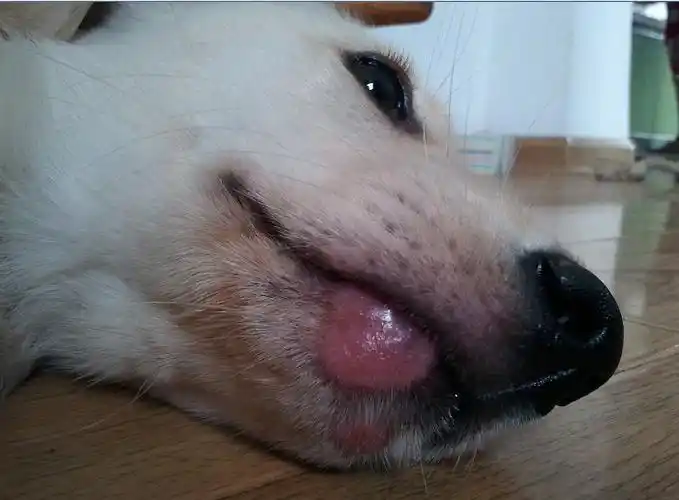 狗狗请问是螨虫还是真菌?改用什么药,增强皮肤免疫力吃什么