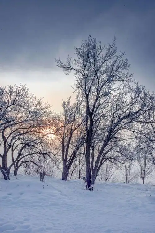 淡淡的雾松,就像梦里的画面,回味无穷!