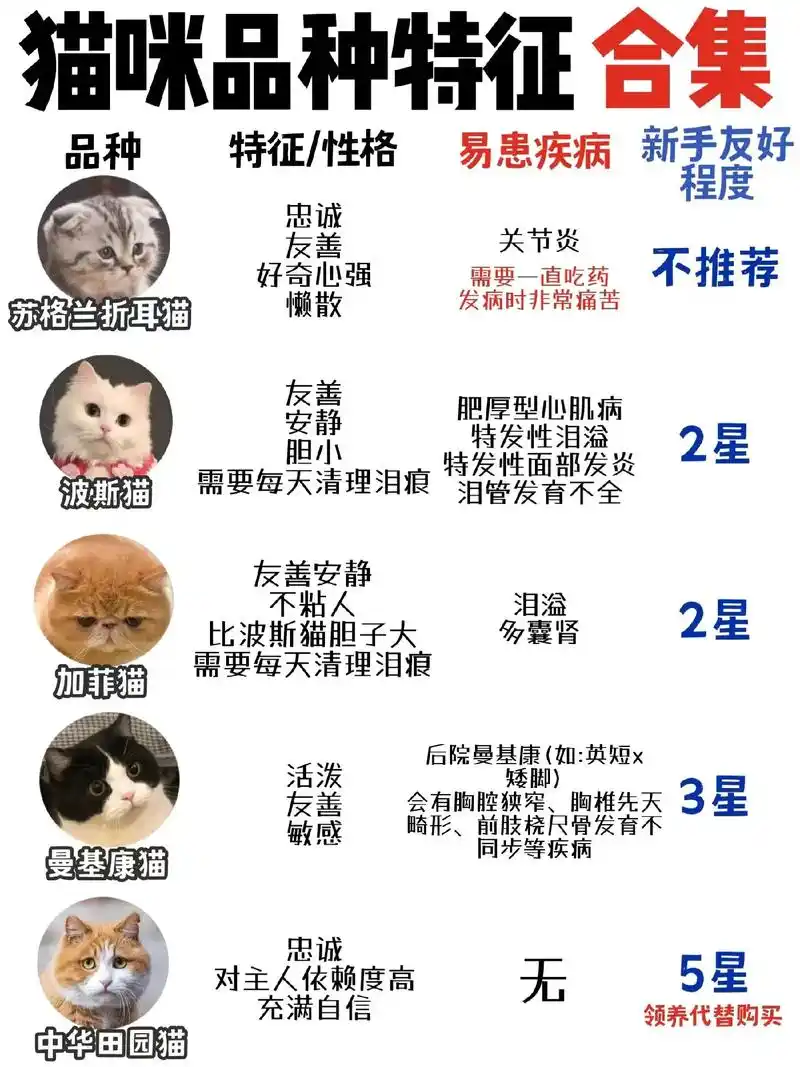 不同品种猫咪特征&新手接猫攻略.