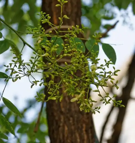 国槐的枝叶正在开花,花为淡黄色,国槐是豆科槐属,而洋槐,也就是刺槐