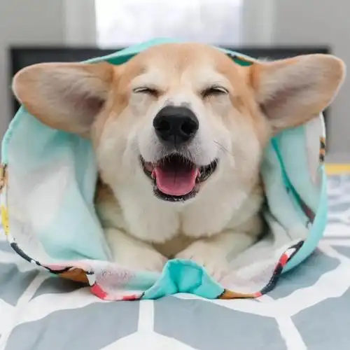 宠物狗的搞笑名字自带出场bgm可爱点