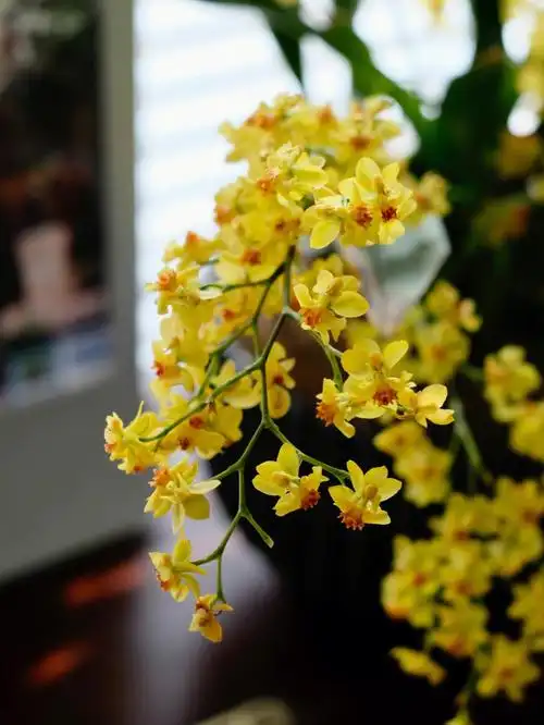 第一次见到这株花,老板说此花名为"梦香兰",花如