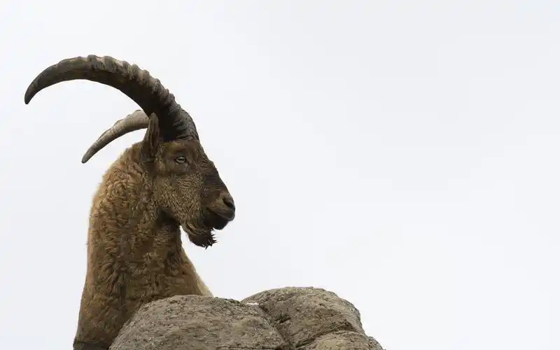 壁纸 山羊,角,白色背景