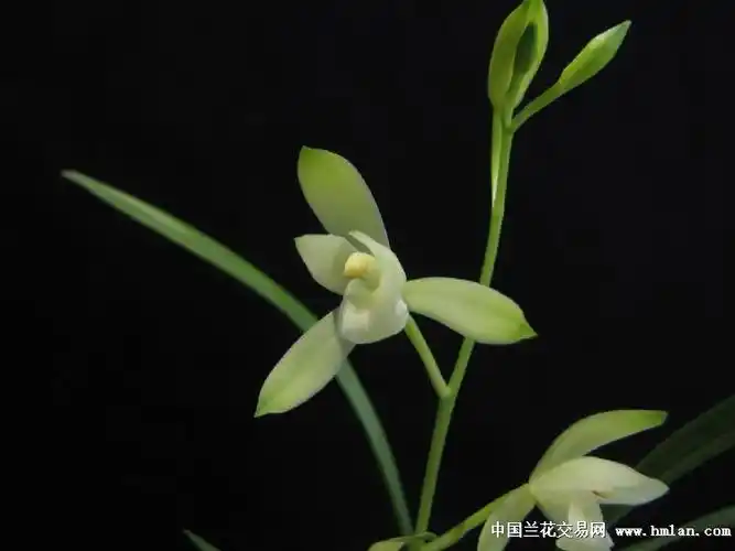 建兰素荷型;如意素荷!-建兰篇-中国兰花交易网社区