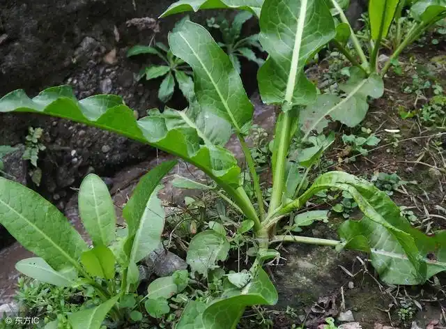 农村野草人称金不换农民都当杂草却不知它是天然的洗发水