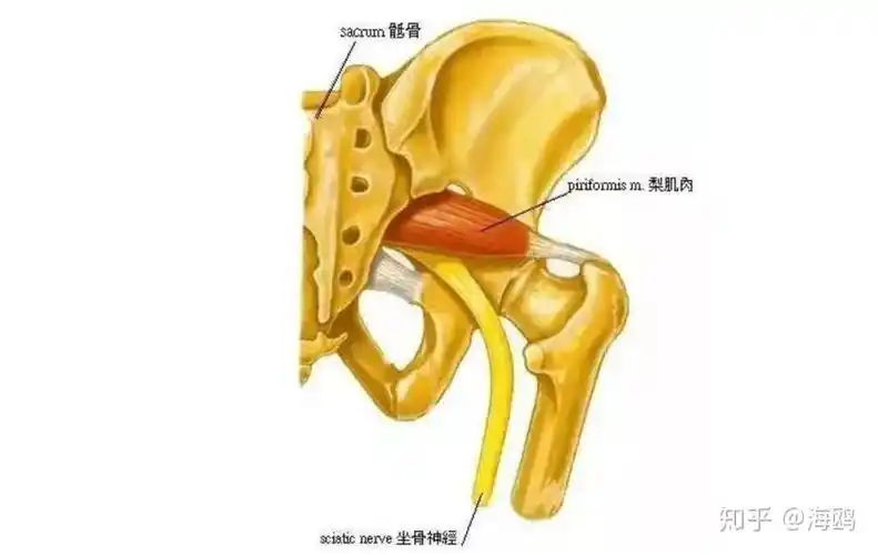 瑜伽解剖-梨状肌:小肌肉,大麻烦-梨状肌综合征 - 知乎