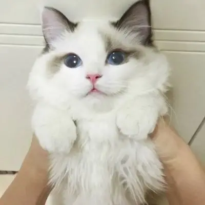 布偶猫头像_微信头像_我要个性网
