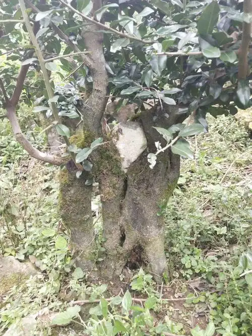 大桩精品金弹子