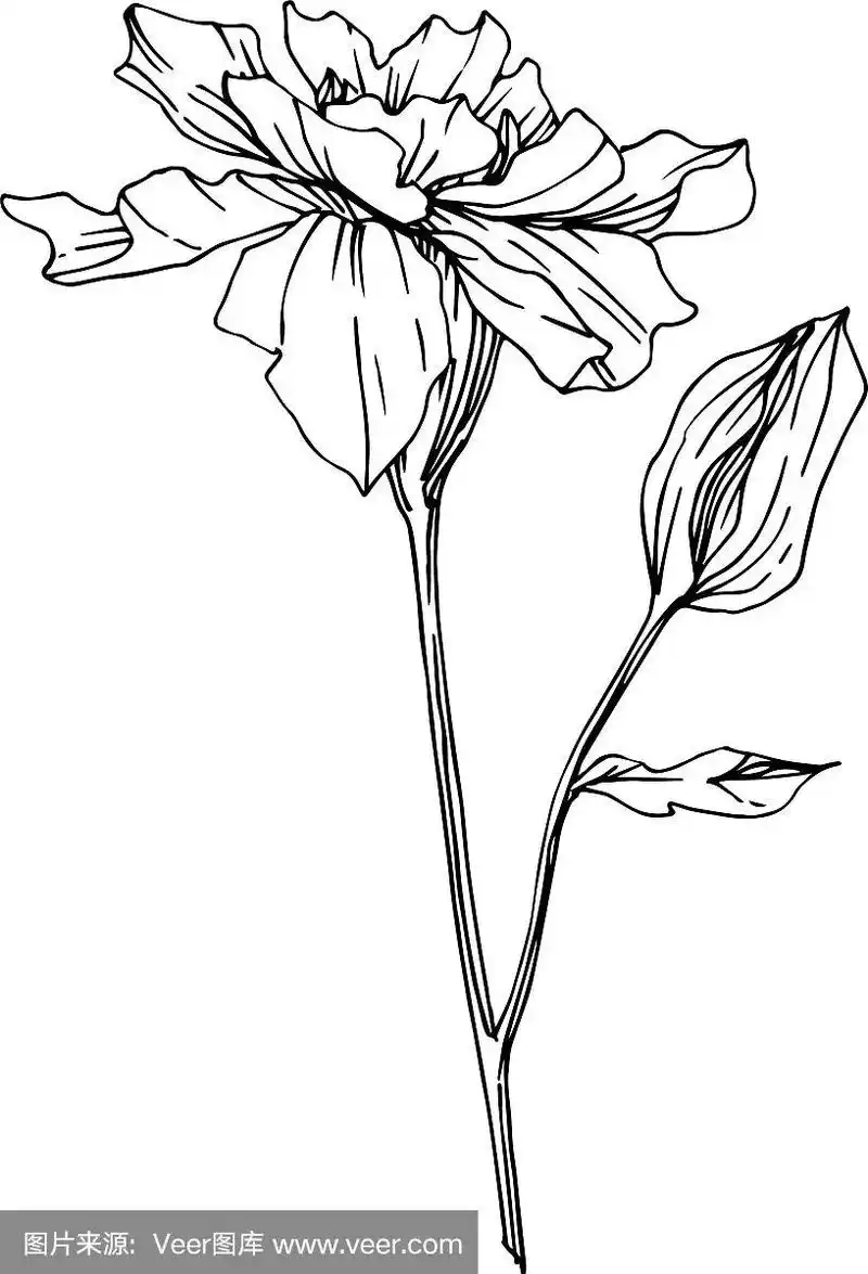 万寿菊花,植物花黑色