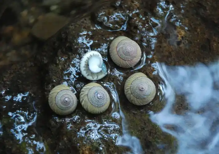 月螺 迷你小海螺黑色杂纹螺蜗牛螺 微景专用海螺 粘帖贝壳的材5mm