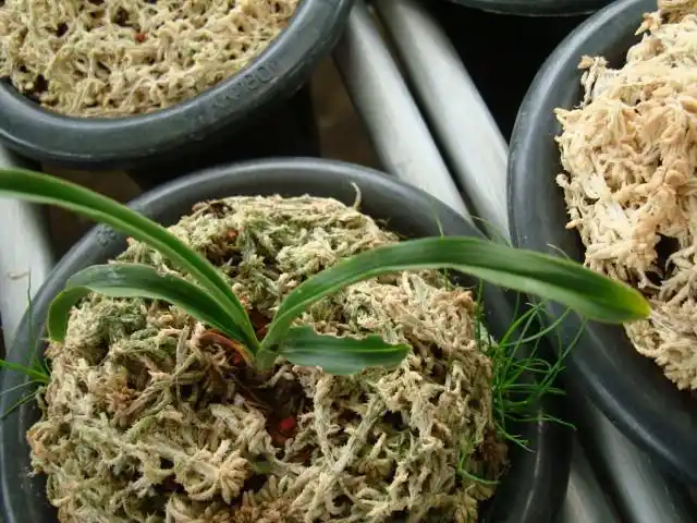 请欣赏保山本地**春兰矮种**赌草!-春兰篇-中国兰花交易网社区