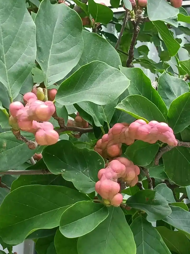 身边常见植物某玉兰果实