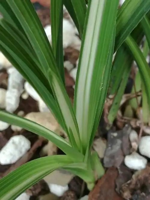 兰之香网络工作室请您观赏下山蕙兰线艺草