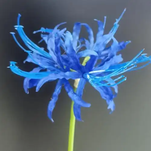 2叉彼岸花家居样板间影棚婚纱影楼拍照道具仿真花假花装饰批发