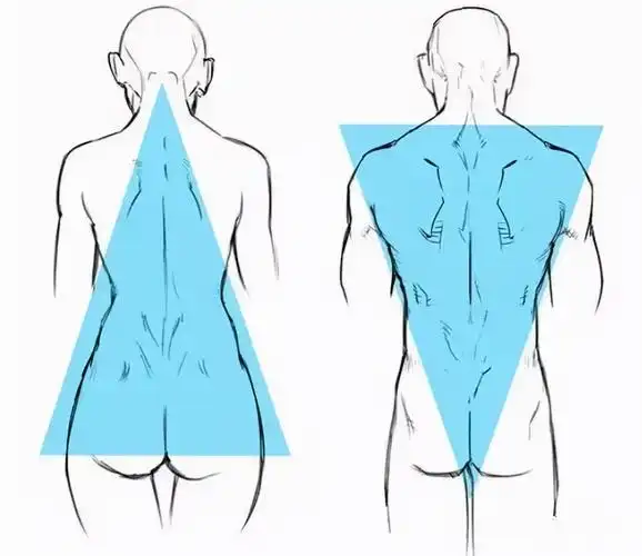 男女身材比例是女生遇到的最大问题,男生的体型往往是上宽下窄,呈现倒