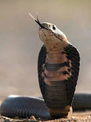 摄影师冒死抓拍"眼镜蛇喷射毒液"瞬间