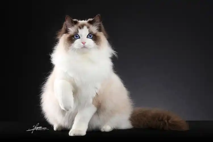 布偶猫amyworks,拍摄于北京