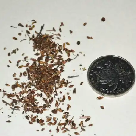 绣线菊种子 麻叶绣线菊 柳叶绣线菊 蚂蝗梢 散装批发 粉花绣线菊图片