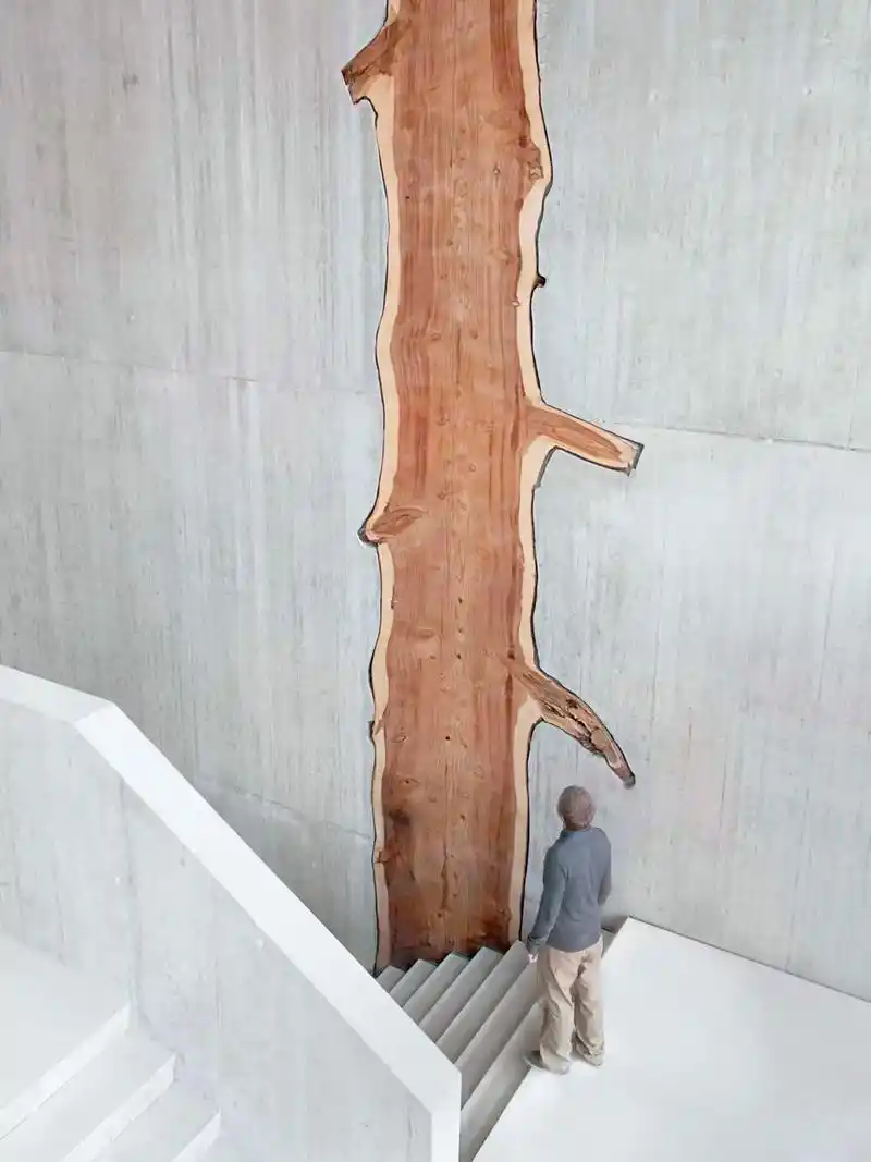 collégedumartinet红杉树.为了建造瑞士罗尔的 - 抖音