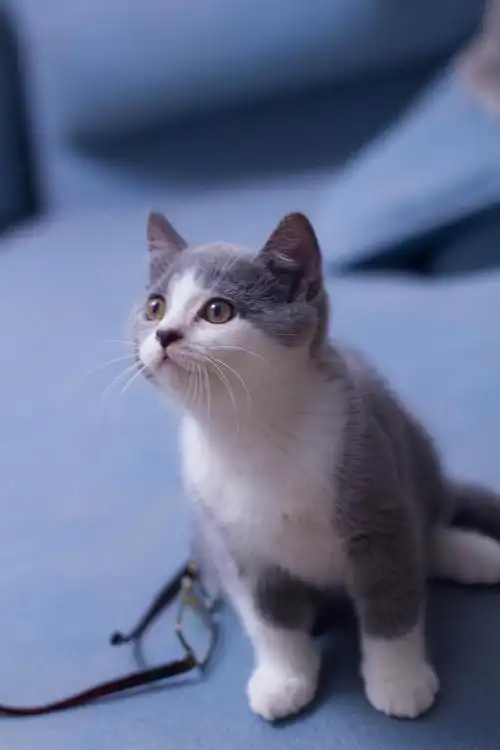 杭州英短蓝白公猫家养非中介非猫舍