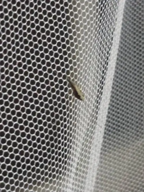 这是什么虫子啊?谢谢大神 灰色的,扁扁的,像蚊子,会吸血,嘴尖尖的.