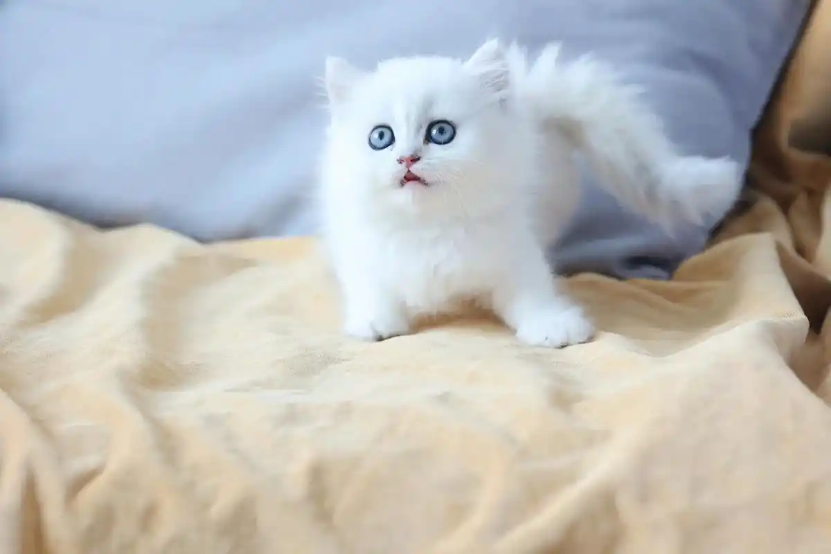 一窝只有一只是矮脚纯白拿破仑! 猫咪性格 - 抖音