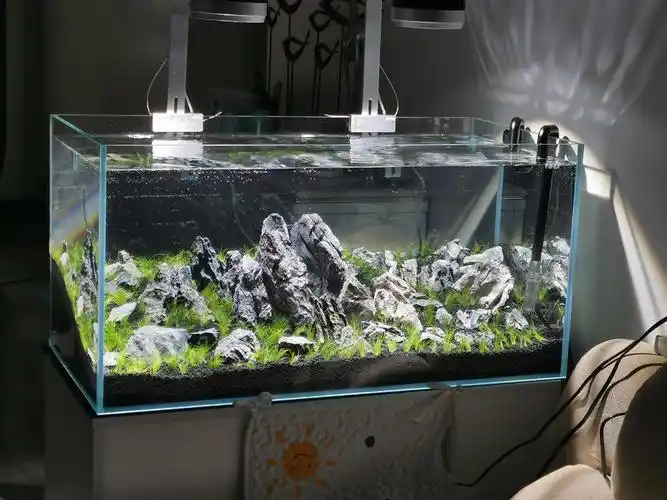 草缸青龙石开缸 记录.