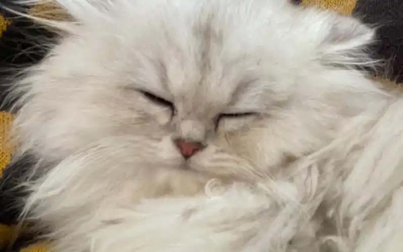 长毛银渐层真的好可爱呀