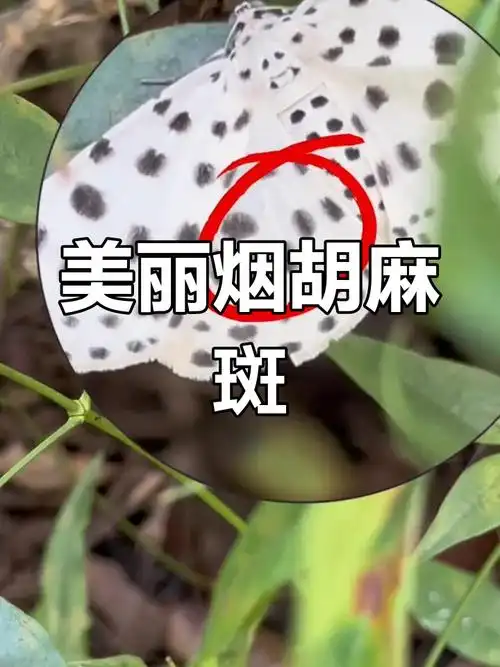 罕见烟胡麻斑星尺蛾,优雅身姿难见