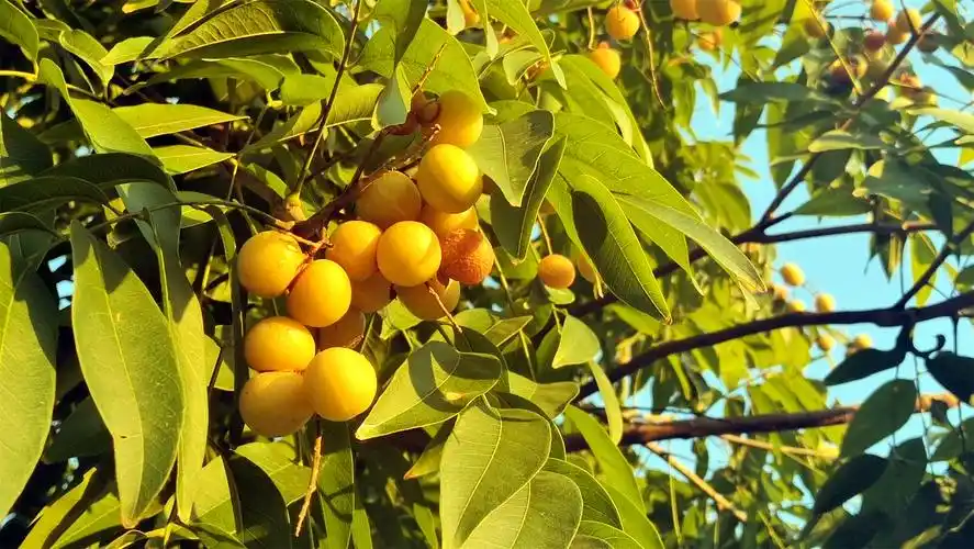 美丽吉安之秋韵:无患子果实累累秋意浓 - 知乎