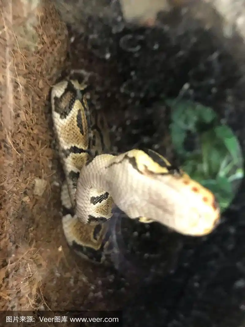 小蟒蛇正在觅食