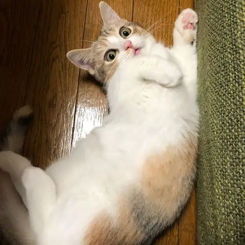 这种中华三花田园猫也是很漂亮可爱的