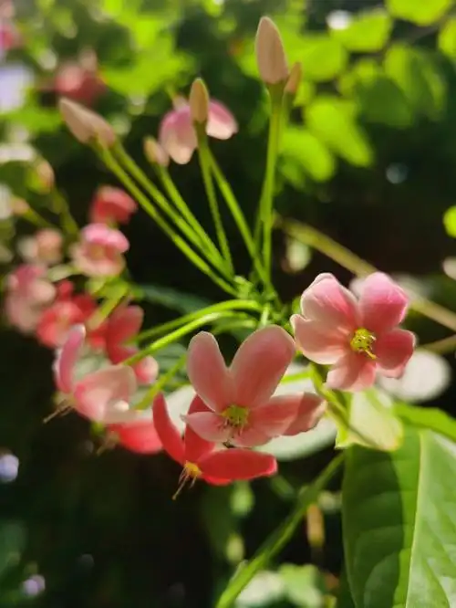 使君子花语:身体健康!《开宝本草》始名使君子.