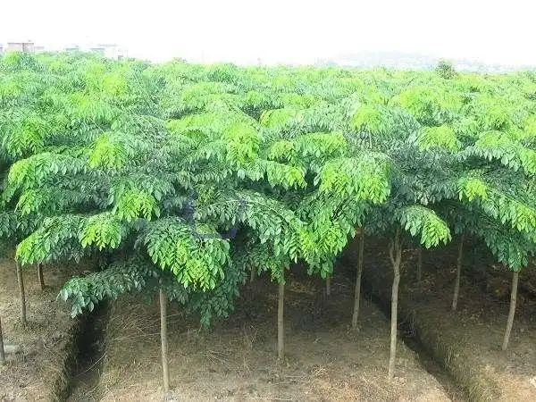 怎么养殖小叶紫檀树怎么鉴别看了文章你就知道珍稀红木树种檀香紫檀苗