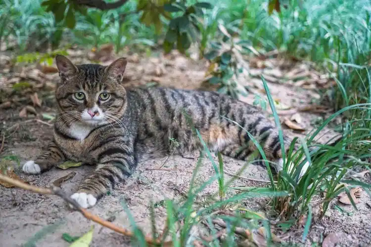 狸猫狸花猫在户外休息