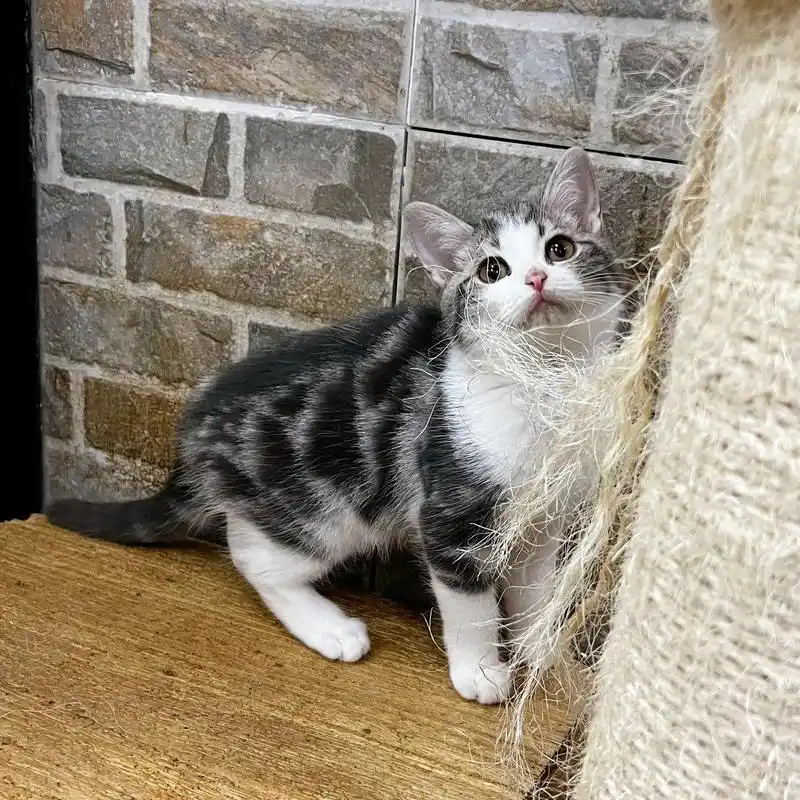 no3银虎斑加白起司妹妹颜值满分