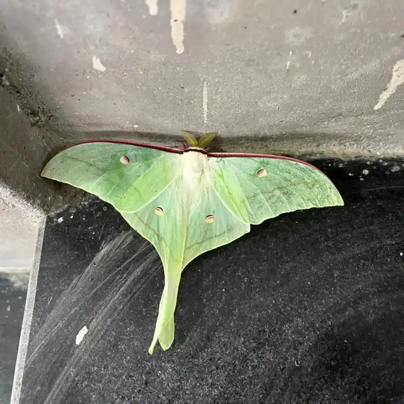 美洲月形天蚕蛾 我还说怪漂亮的呢……原来是只蛾子#大自然  - 抖音