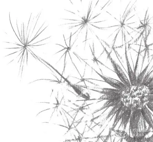 素描蒲公英的绘画步骤(4)