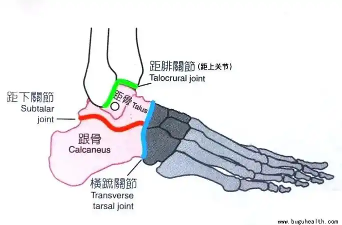 距骨骨软骨损伤是指距骨滑车局限性的骨软骨损伤,表现为局部关节软骨