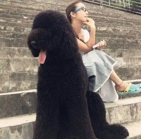 巨型贵宾犬_泰迪巨型贵宾犬