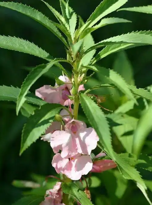 凤仙花 - 常见观赏花卉 - 友多网 (youduo.com)发现美丽,传播美丽!