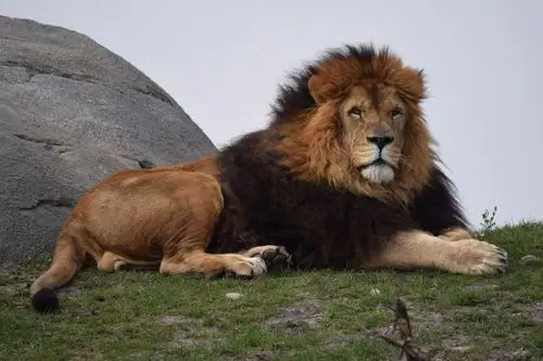 豹亚科,狮,凝视,动物,照片,3000x2000