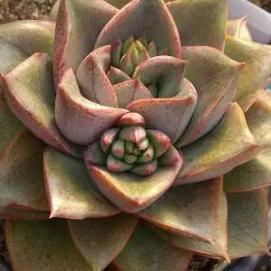 我爱养多肉的大和锦(酒神)的养殖方法,大和锦(酒神)的繁殖方法 - 绿