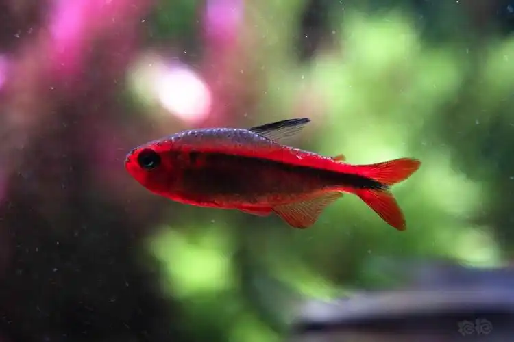 灯科鱼红火蚁的绝美后背